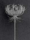 Queen Anne Lace Art Print